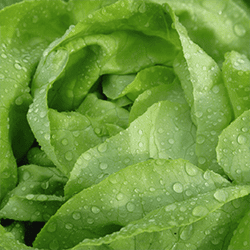 Que planter au jardin - salade - Univers Du Pro